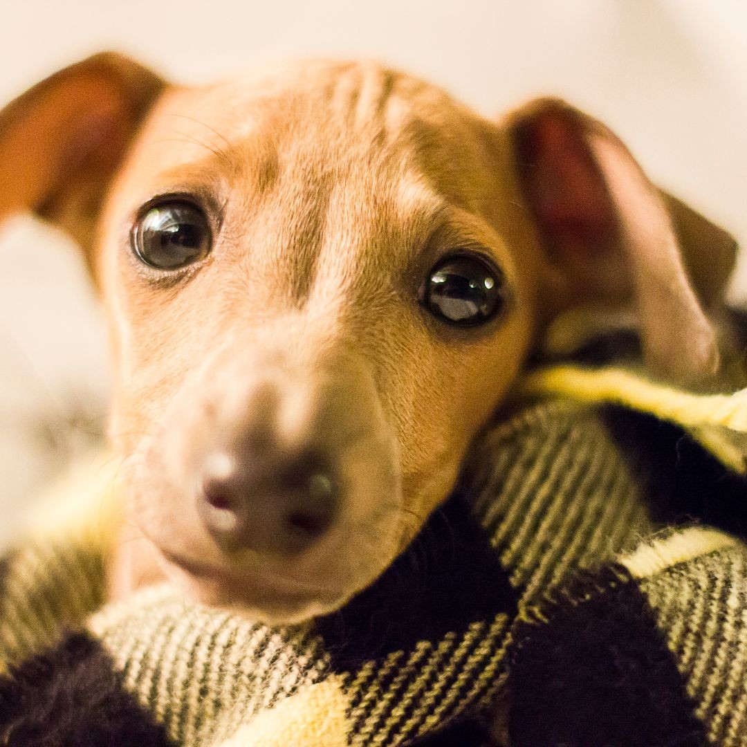 3638-GALGO