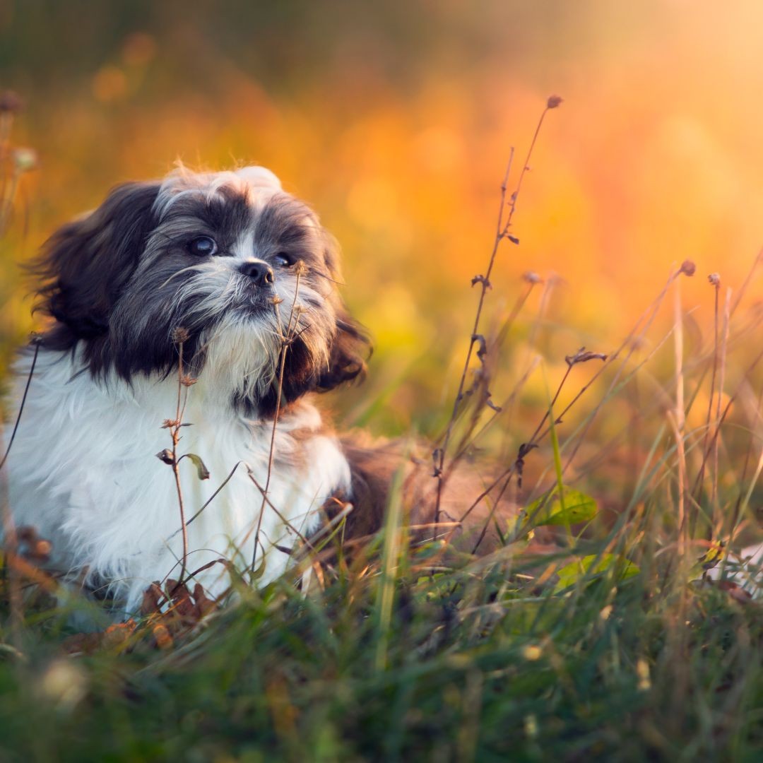 3640-shih-tzu