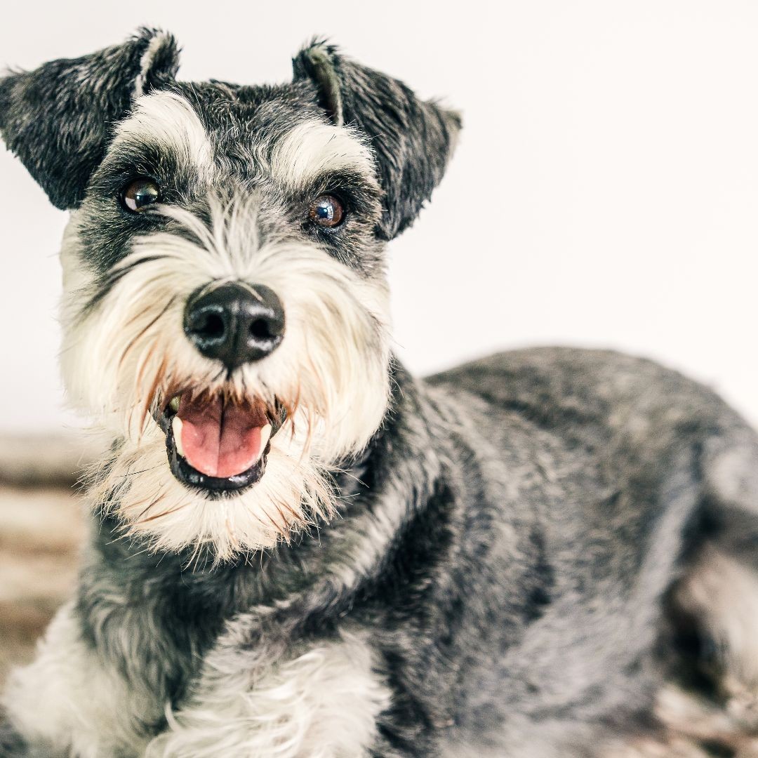 3647-schnauzer