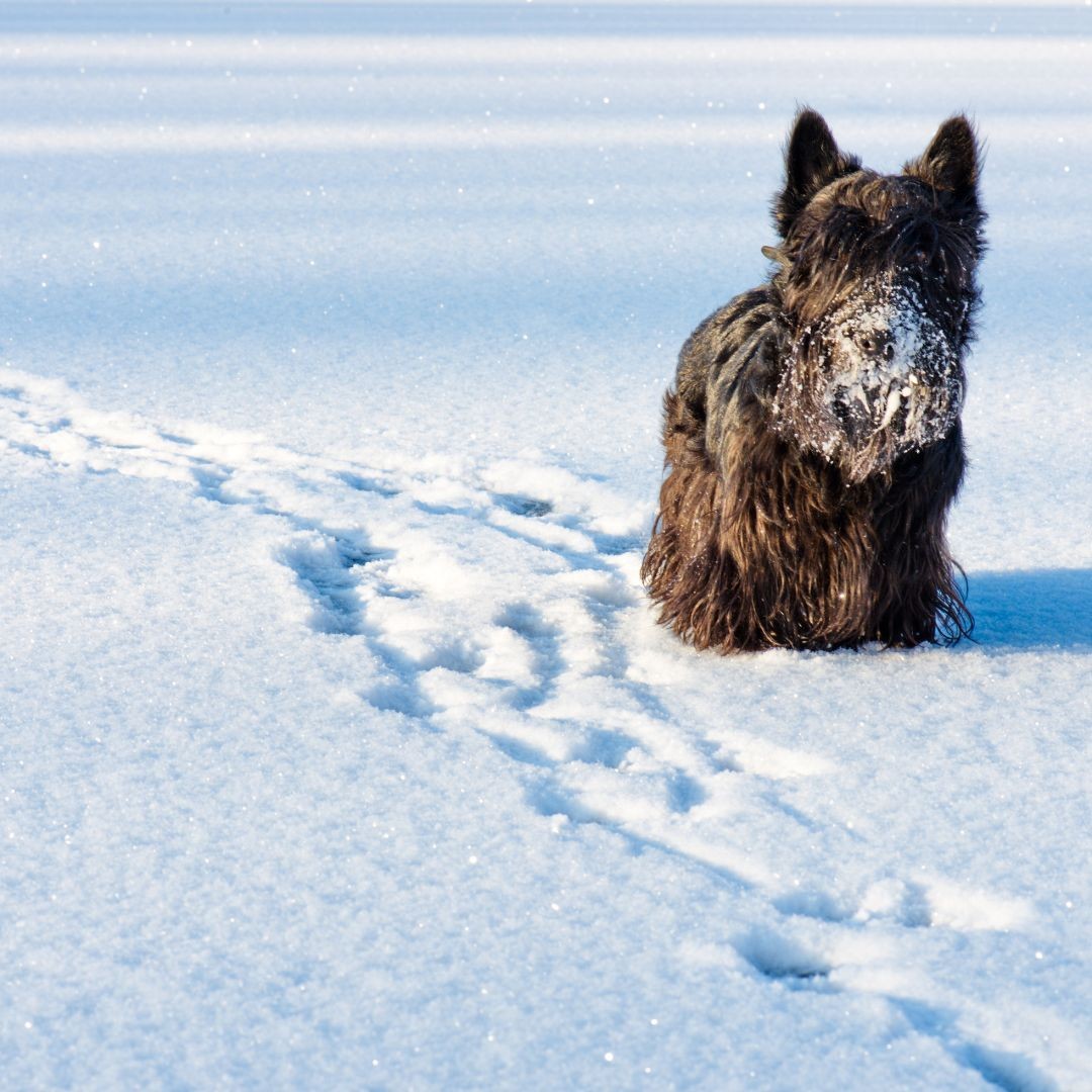 3650-terrier