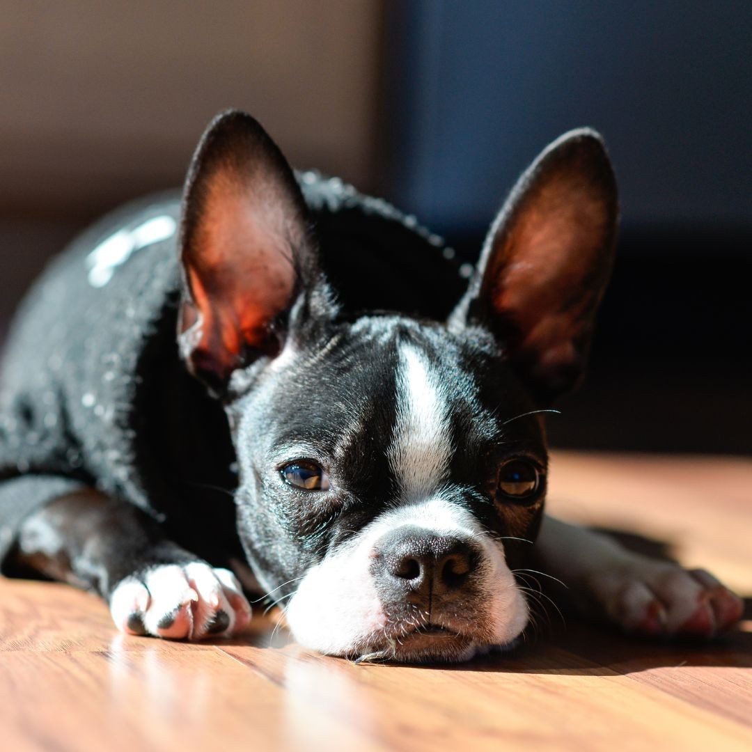 3654-boston-terrier