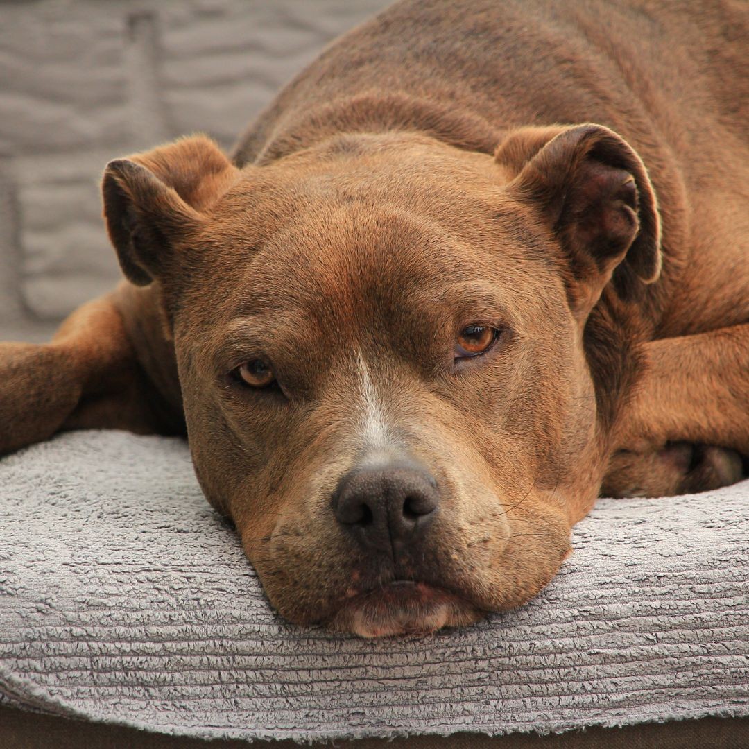 3655-pitbull