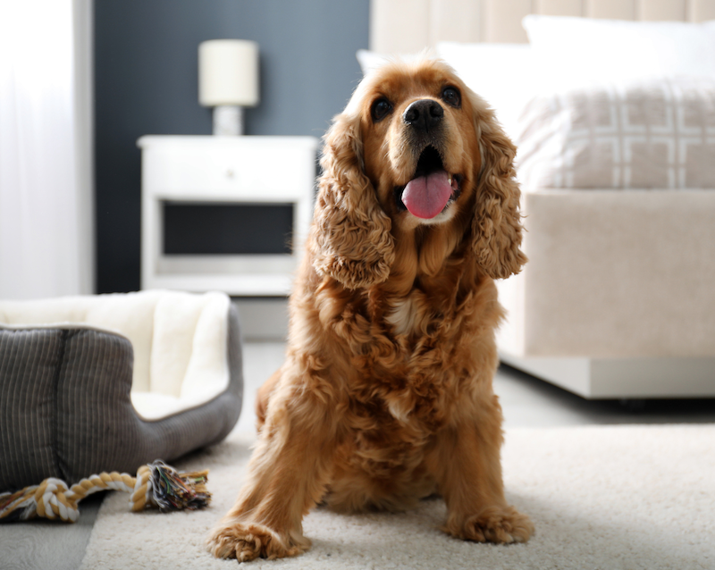 3676-perro-hotel-cama