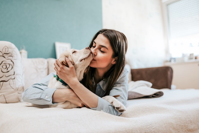 3677-cama-perro-hotel