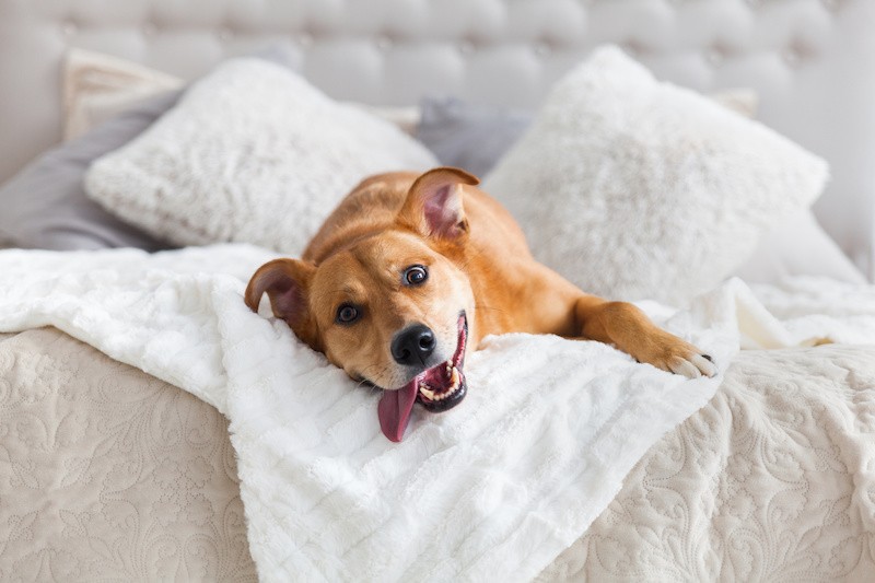 3678-hotel-cama-perro