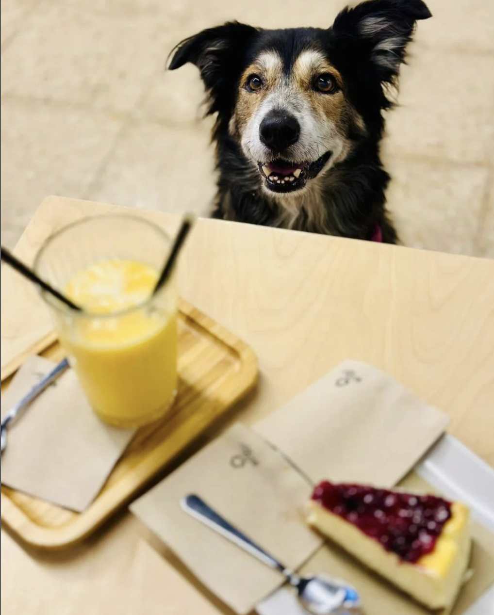 3705-fabrica-las-huellas-dog-friendly-valencia-restaurante