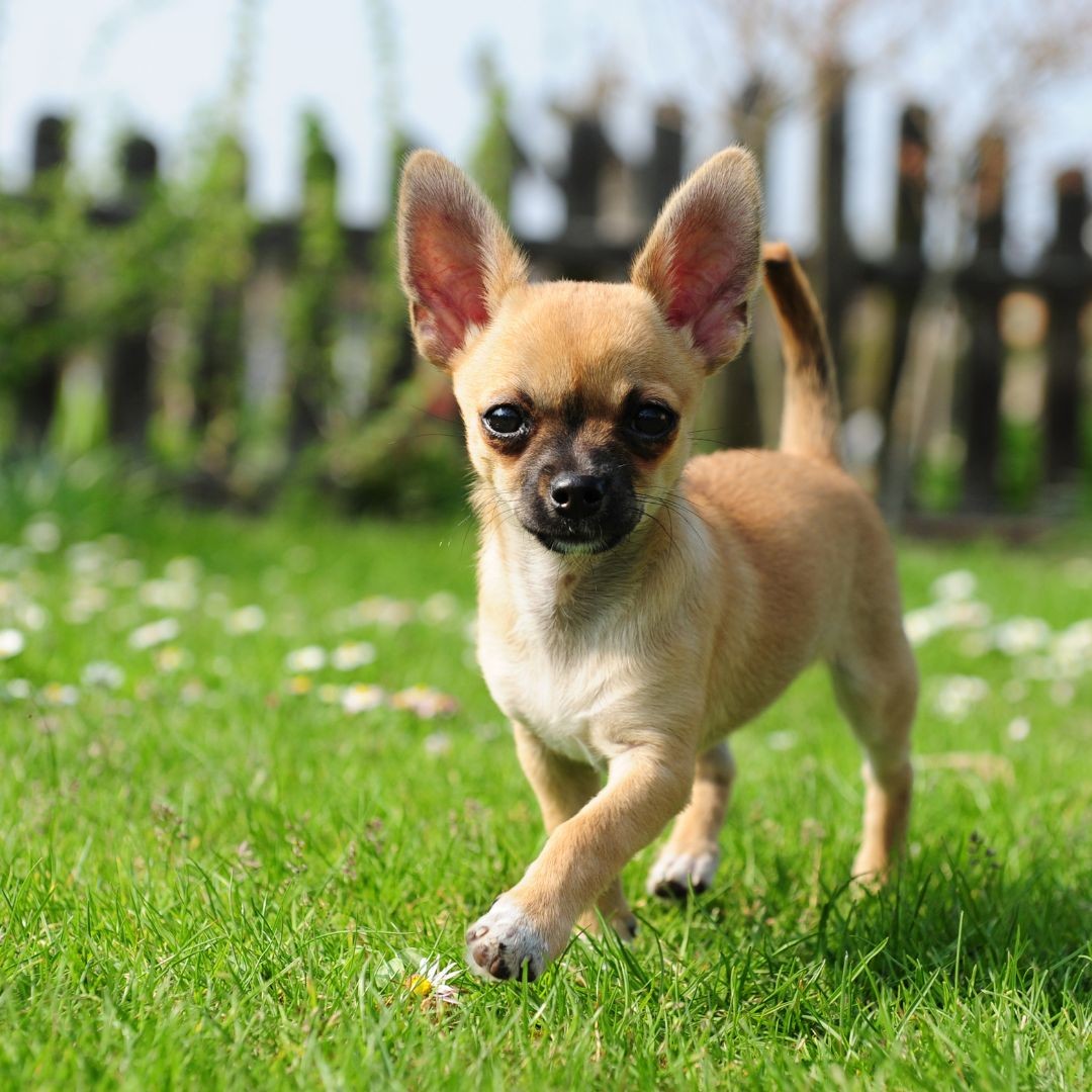 3711-raza-perro-pequeno-chihuaha
