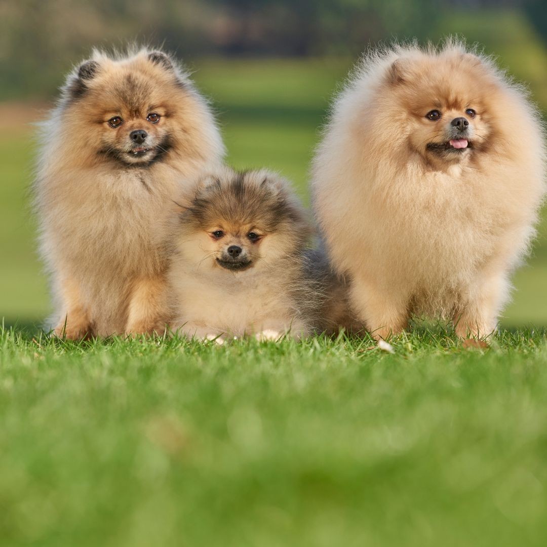 3713-pomerania-raza-perro-pequeno