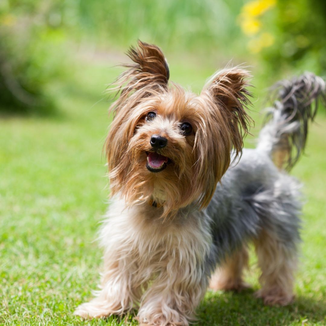 3715-yorkshire-terrier-perro-raza-pequena