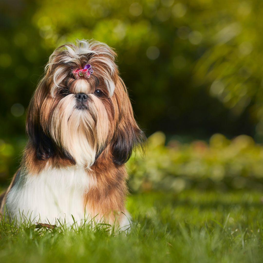 3717-shih-tzu-perro-raza-pequena