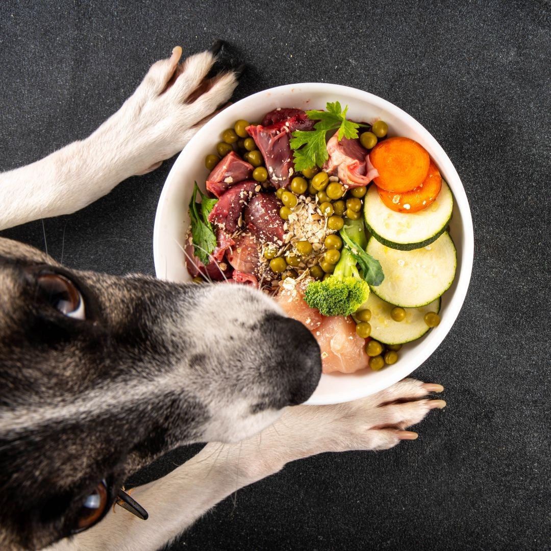 3729-dieta-barf-perros