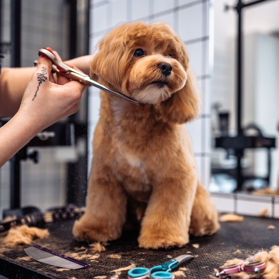 3732-peluqueria-perros-madrid