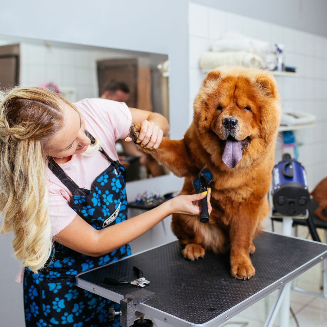 3734-peluqueria-perros-madrid