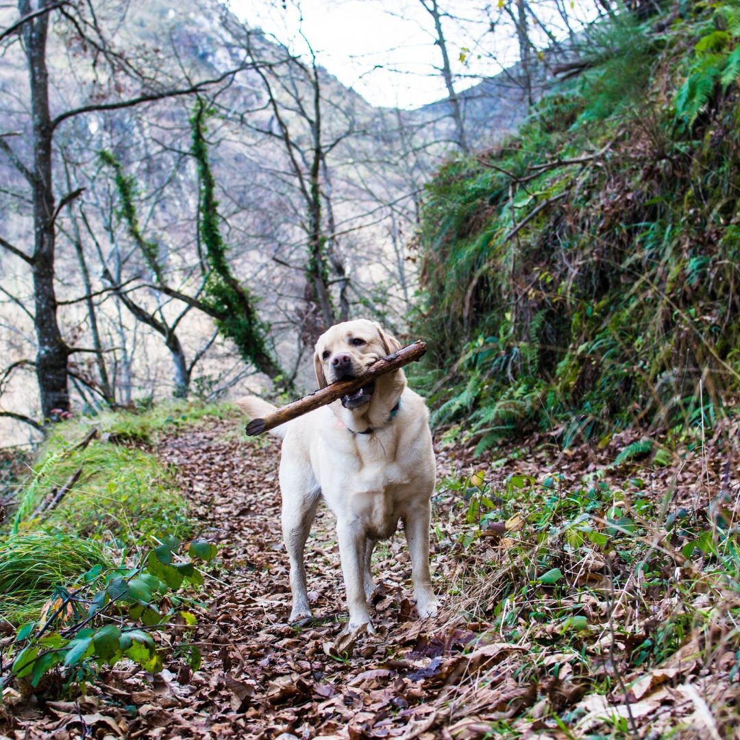 3743-ruta-del-cares-perro