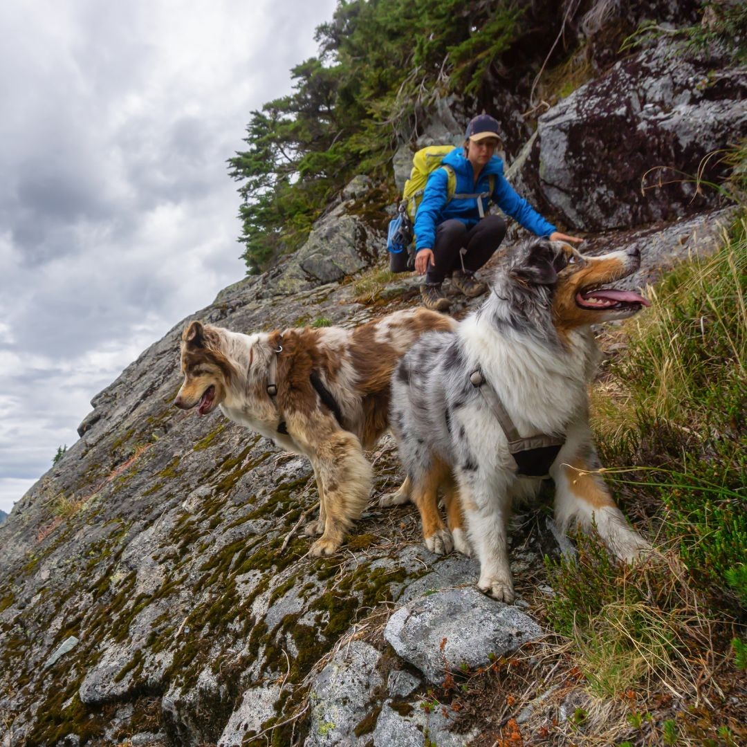 3744-ruta-del-cares-perro