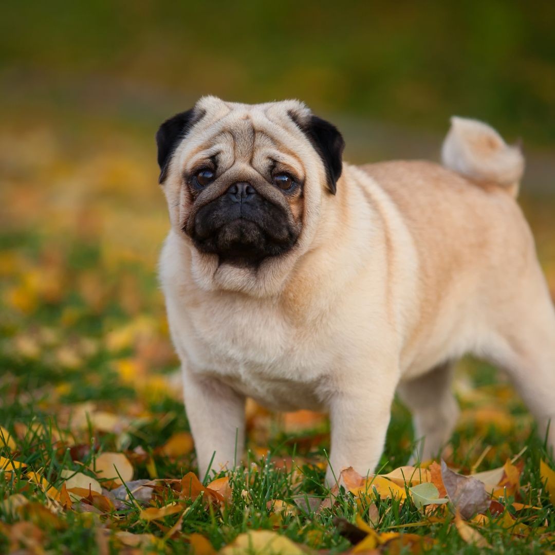 3750-pug