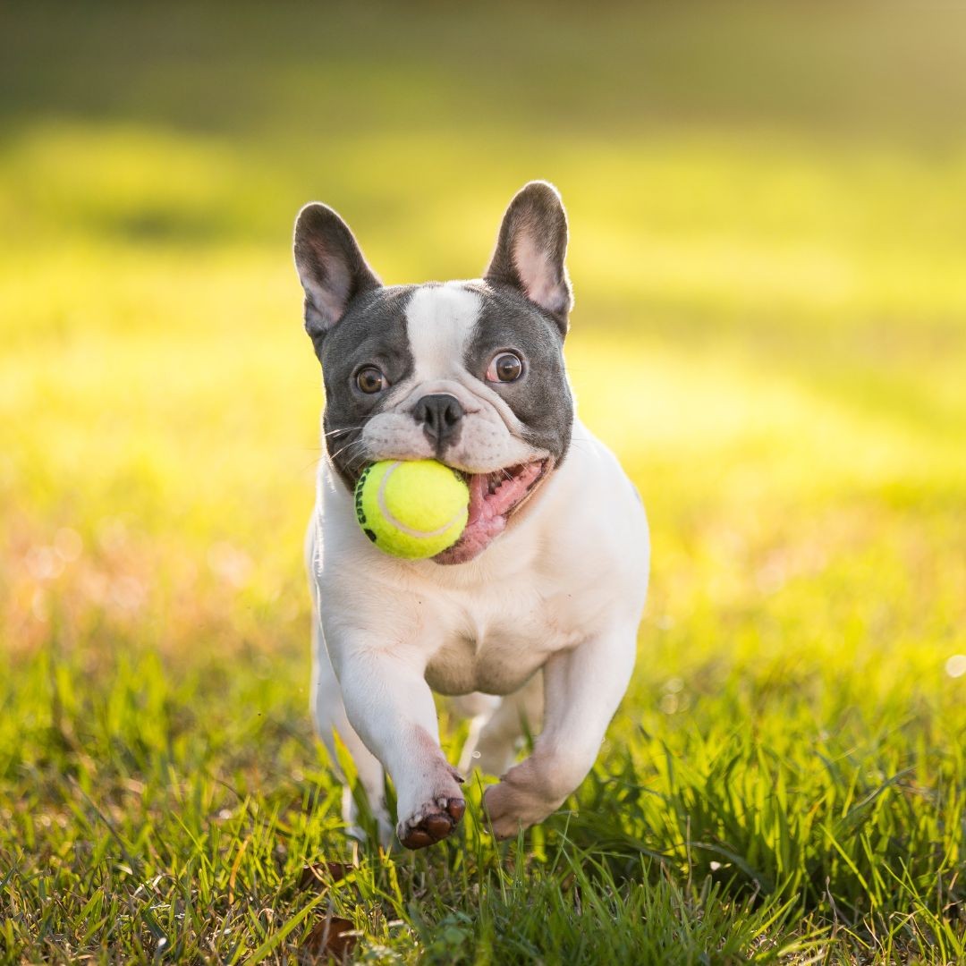 3752-bulldog-frances-raza-perro