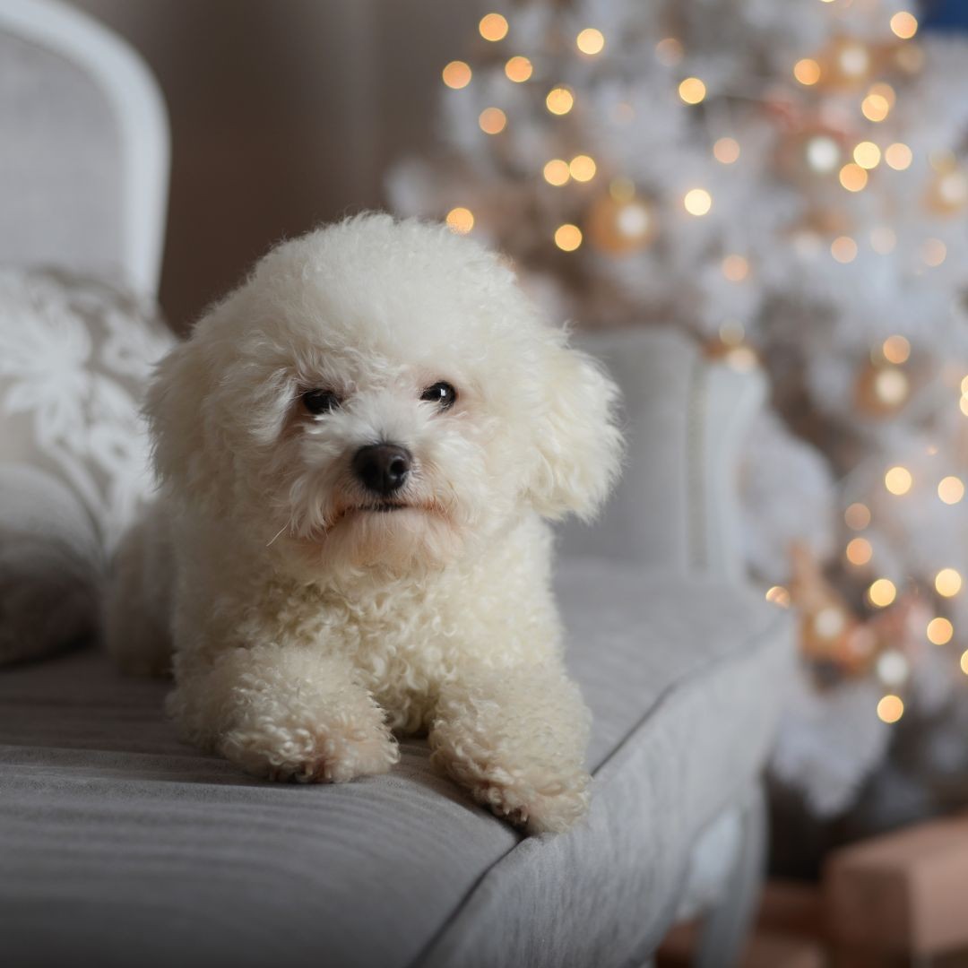 3754-bichon-frise-perro-raza