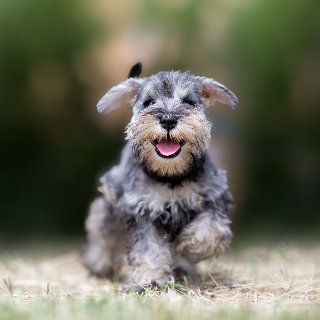 3757-schnauzer-miniatura
