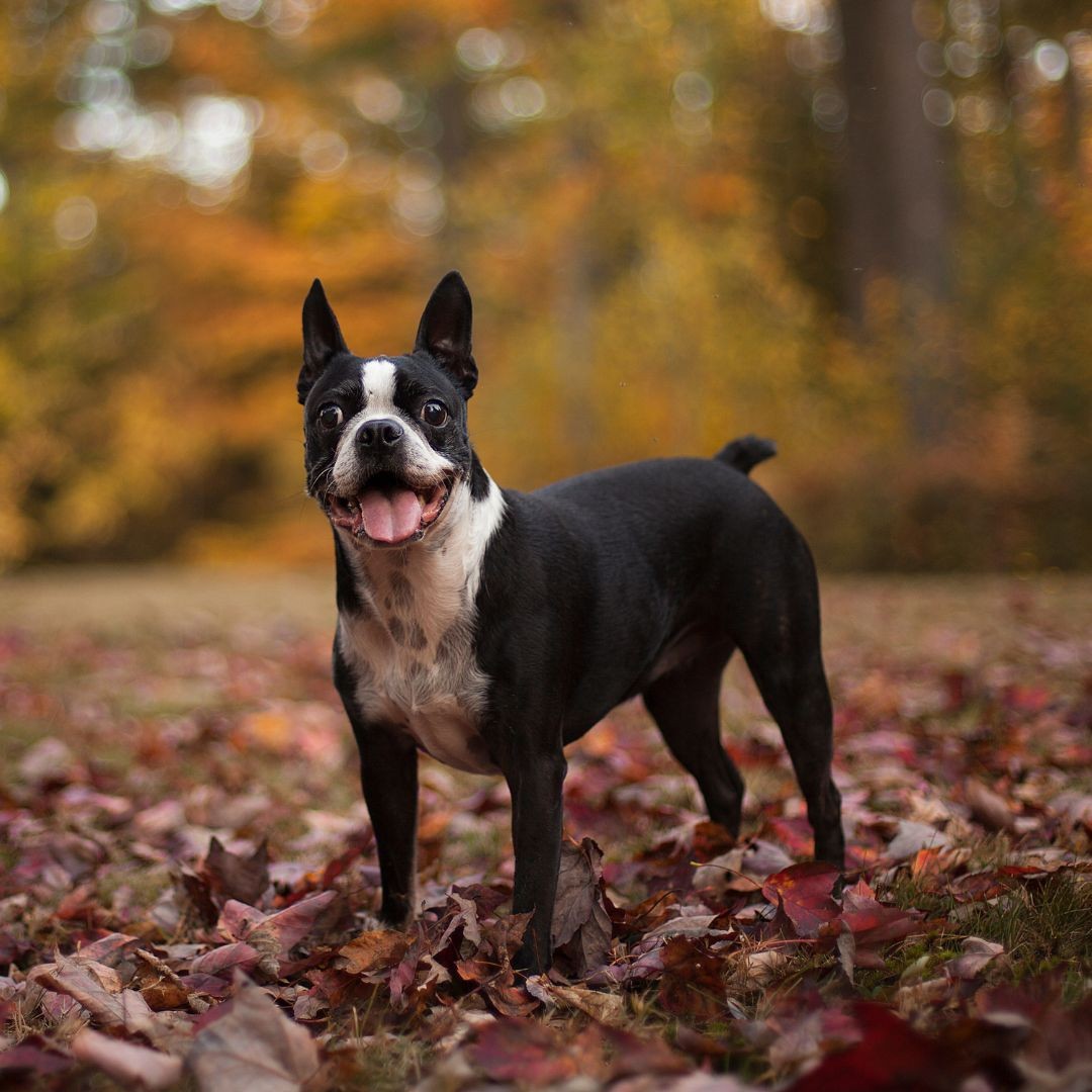 3761-boston-terrier