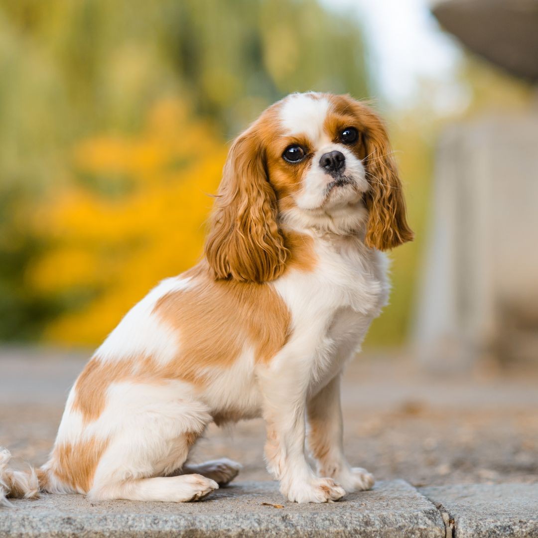 3763-cavalier-king-raza-perro