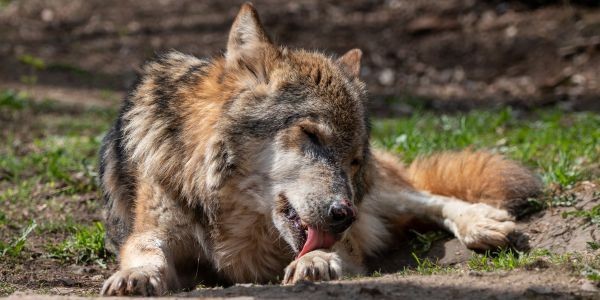 3768-perro-lamiendose