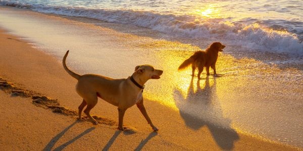 3775-perro-cabo-gata