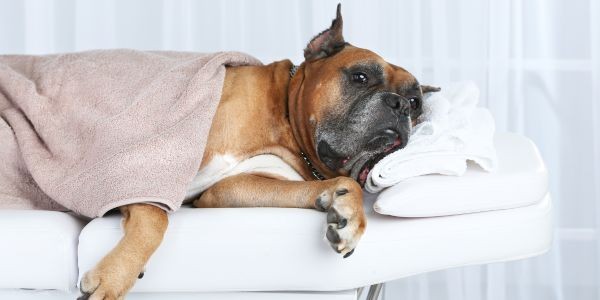 3784-spa-balneario-perro