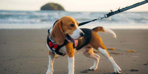 3790-perro-playa-invierno