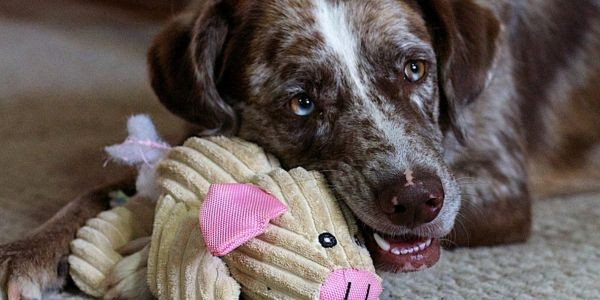 3808-perro-con-ansiedad