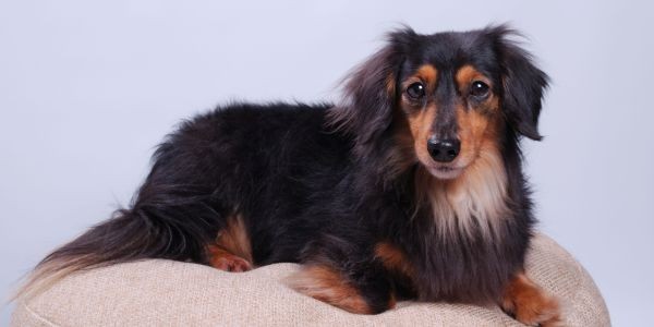 3816-perros-con-pelo-largo-razas-y-cuidado