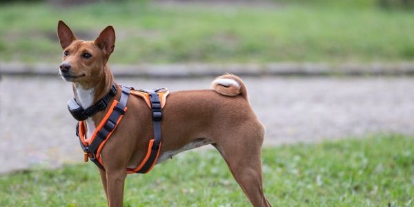 3819-salir-a-correr-con-mi-perro-consejos-deporte