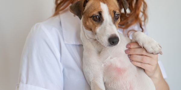 3822-tratamientos-para-perros-con-dermatitis