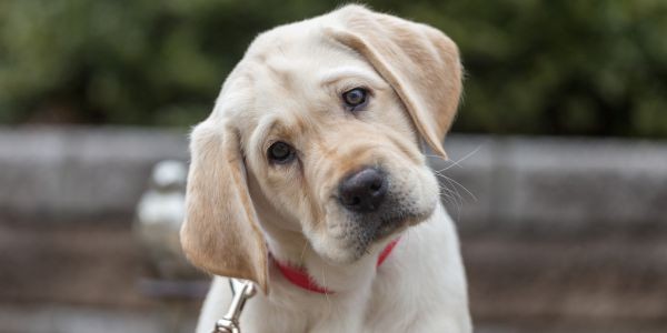 3826-raza-labrador-caracteristicas-personalidad-cuidados