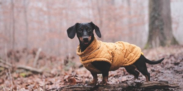 3829-prevenir-frio-en-perros-en-invierno