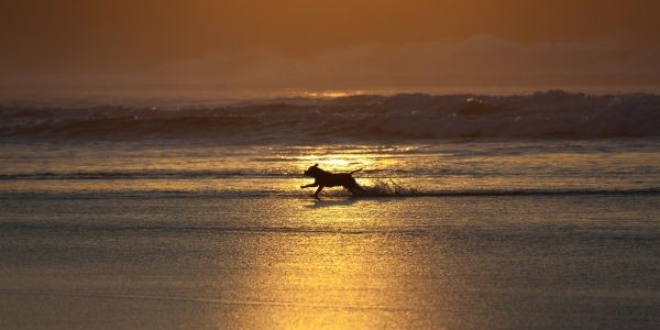 3832-escapada-a-cantabria-con-perro-consejos