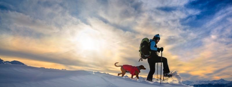 3854-perro-escapada-en-invierno