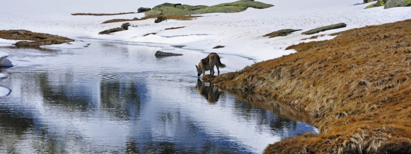 3856-perro-escapada-en-invierno