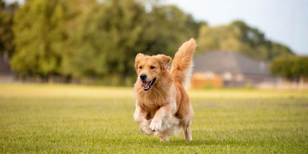 3862-raza-golden-retriever