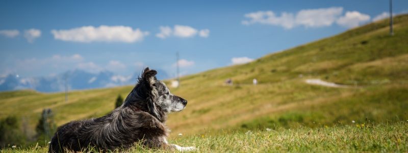 3865-cantabria-con-perro