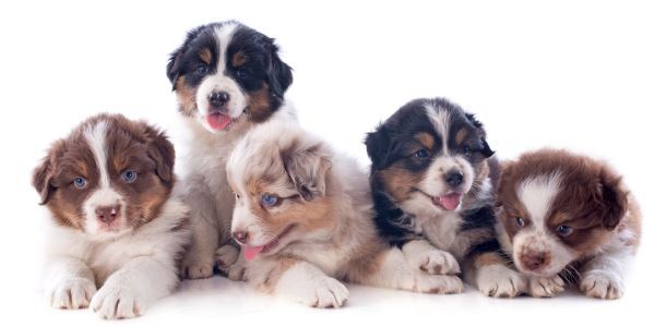 3871-como-educar-a-un-cachorro