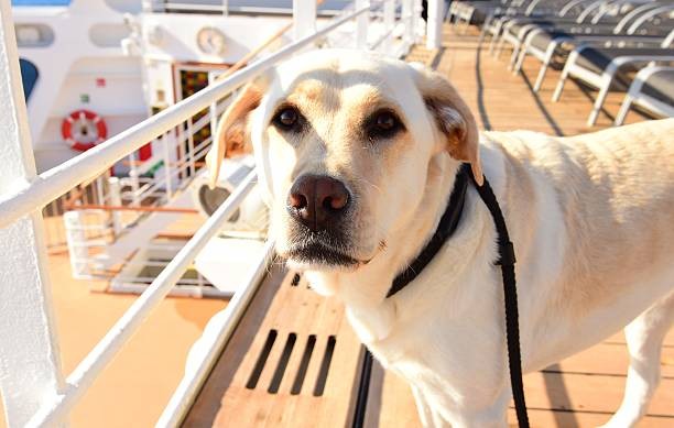 3890-cruceros-para-ir-con-perros-en-2025