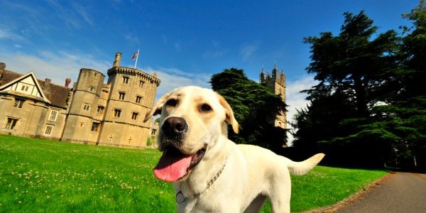 3896-RUTA-CASTILLOS-LOIRA-PERRO