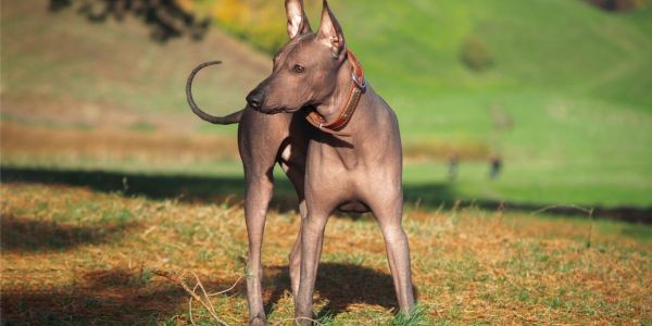 3902-razas-de-perros-sin-pelo