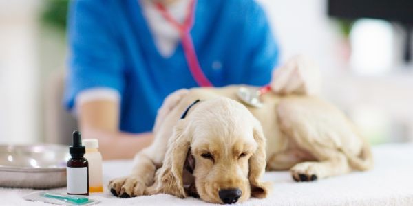 3928-coccidiosis-en-perros-veterinario