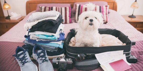 3936-puente-mayo-con-perro