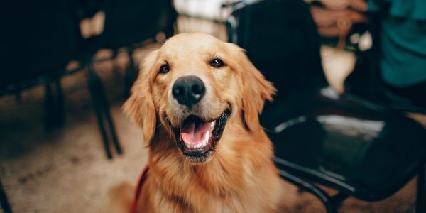 3941-perro-puente-mayo