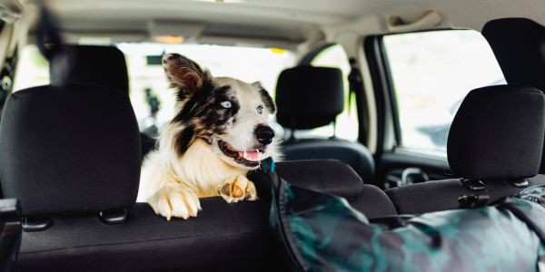 3942-perro-coche-viaje