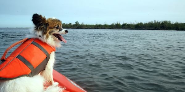 3944-puente-mayo-con-perro
