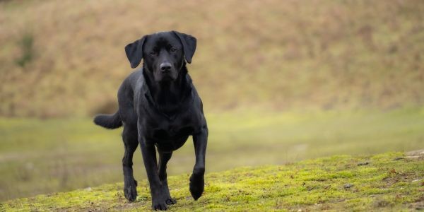 3951-golden-retriever-raza-mediana